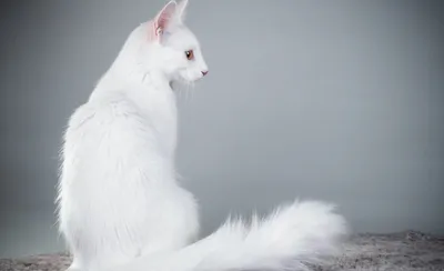 Длинношерстные кошки 🐈 31 длинношерстная порода с названиями и фото