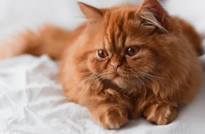 Определены самые красивые породы кошек и собак. Некоторые россияне считают,  что все без исключения собаки и кошки красивы Читайте по… | Instagram