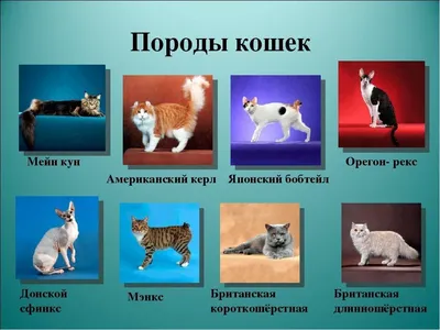 Турецкие породы кошек с фотографиями, названиями и описанием