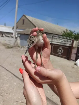 Птица с шипами на голове стоковое изображение. изображение насчитывающей  перо - 197081305