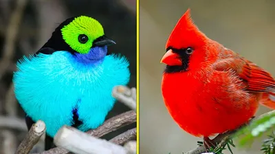 Певчая красота:10 самых красивых птиц мира