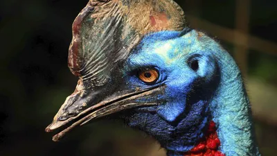 Самые необычные птицы мира — Российское фото