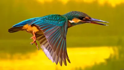 Чудная райская птица: Животное, которое ломает адекватное восприятие мира |  Книга животных | Дзен