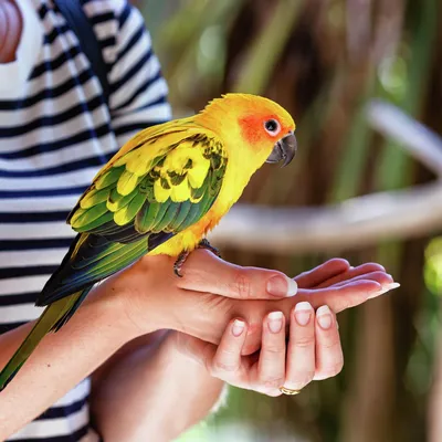 Нелетающие птицы - Окружающий мир для любознательных | Некоммерческий  учебно-познавательный интернет-портал Зоогалактика