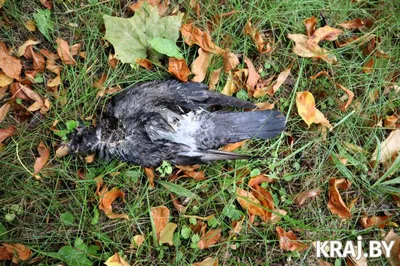 Птица киви: интересные факты о нелетающей птице с фото