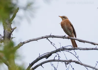 Дрозд Науманна (Turdus naumanni). Фотогалерея птиц. Фотографии птиц России,  Беларуси, Украины, Казахстана, Таджикистана, Азербайджана.