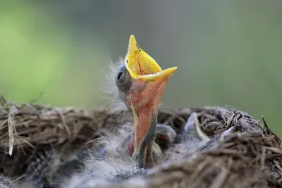 Трясогузка желтая: фото и описание птицы. Обитание, питание, размножение