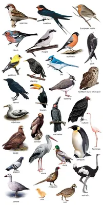 Птицы: 26 тыс изображений найдено в Яндекс.Картинках | Kinds of birds, Pet  birds, Beautiful birds