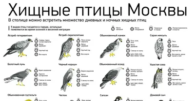 Зимующие птицы России - карточки Монтессори купить и скачать