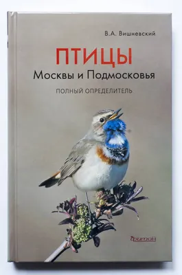 Класс Птицы: общая характеристика • Биология, Животные • Фоксфорд Учебник