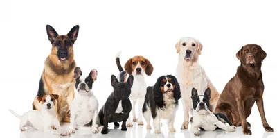 Фото всех видов собак в формате WebP для быстрой загрузки