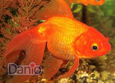 Золотая рыбка вуалехвост | фишХаус | Дзен