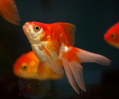 Аквариумная рыбка Вуалехвост красно белый купить в Киеве - Аквасмайл