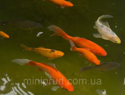 Вуалехвосты - «Золотые рыбки, исполняющие желания» | отзывы