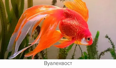 Крупная золотая рыбка вуалехвост (обмен на небольших рыбок) — купить в  Красноярске. Рыбки на интернет-аукционе Au.ru