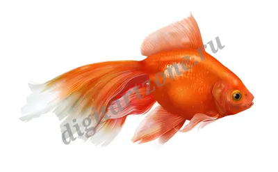 Золотая рыбка , (вуалехвост) , круглый…» — создано в Шедевруме