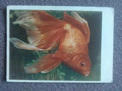 Аквариумная золотая рыбка вуалехвост - «Relax» | отзывы