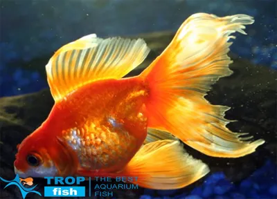 Вуалехвіст червоний | Золоті рибки | Каталог | TropFish – Постачальник  декоративних акваріумних та ставкових риб, товарів для акваріумістики