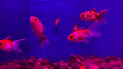 Золотая рыбка Вуалехвост красно-белый — Зоомагазин СОМ