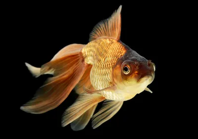 Вуалехвост красный, ситцевый, аквариумная рыбка Vyalekhvost, voiletail -  YouTube