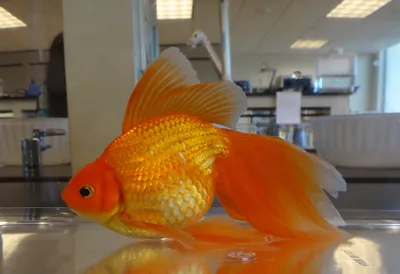ᐅ Елочная игрушка \"Вуалехвост (золотая рыбка)\", 8 см Inge's Christmas,  разноцветный, размер , цена 72 BYN