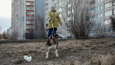 Фото с выгулом собак: зарядись позитивом.