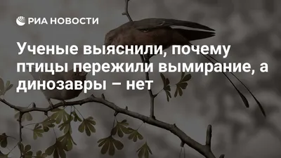 Почти вымершие птицы дрофы остались на зимовку на востоке Ростовской области