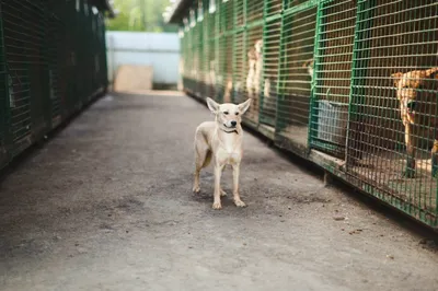 Фото собак из приюта: скачайте их бесплатно