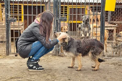 Познакомьтесь с собаками из приюта на нашем сайте