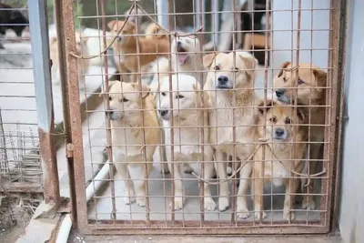 Скачать бесплатно фото собак из приюта: выбирайте формат и размер