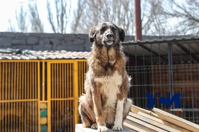 Фото собак из приюта: выбирайте размер и формат