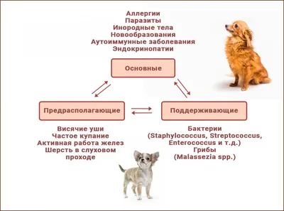 Фото заболевания ушей у собак: картинки в сепия