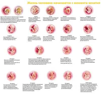 Этапы развития плода | Комментарии Украина