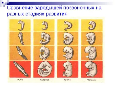 1 триместр беременности, Набор из 4 шт, фигурки внутриутробных эмбрион в  интернет-магазине Ярмарка Мастеров по цене 5200 ₽ – R9FICBY | Мини фигурки  и статуэтки, Иркутск - доставка по России