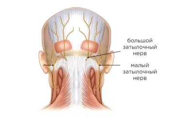 Затылочный бугор человека фото