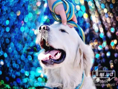 Земляная собака: картинки для скачивания бесплатно