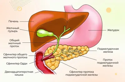 Энциклопедия - Печень и желчный пузырь