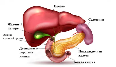 Желчный пузырь: где находится, как болит, какой врач лечит.