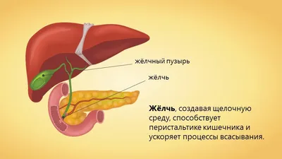 Желчный пузырь человека: где находится, как выглядит и работает, почему  может болеть