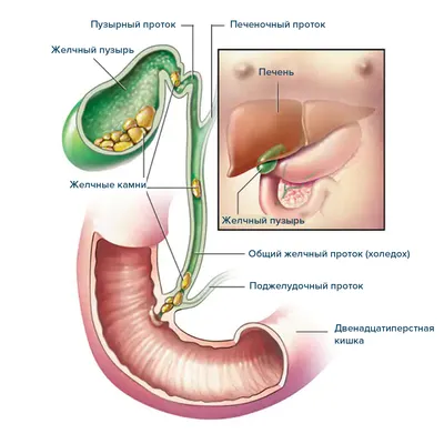 Желчный пузырь – это... - YouTube