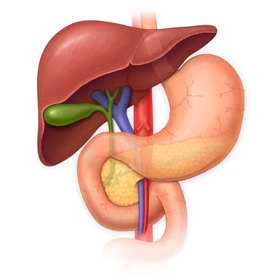 Как нормализовать работу желчного пузыря и печени - academpharm