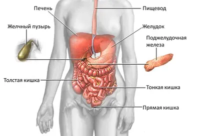 Желчь человека: что это, состав, функции, где вырабатывается и какие  проблемы с ней связаны