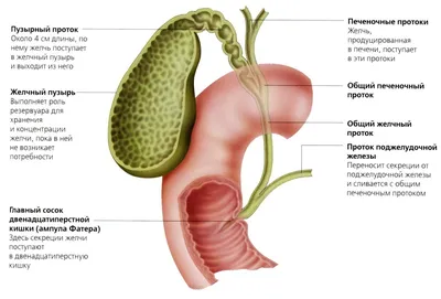 Желчный пузырь – где находится и как болит, симптомы болезней