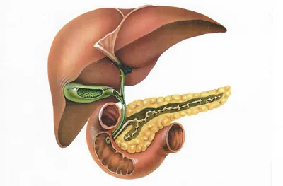Желчь... Почему важна? | PRO здоровье | Дзен