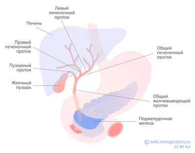 Улучшите работу желчного пузыря с китайской медициной | Предотвращение  камней в желчном пузыре