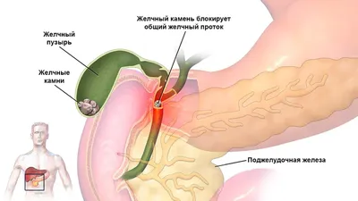 Онко Вики — Как устроены и как работают печень и желчевыводящие пути