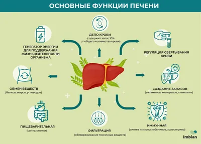 Желчный пузырь и протоки - Гастроцентр