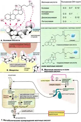 Застой желчи. Алгоритм | Пикабу