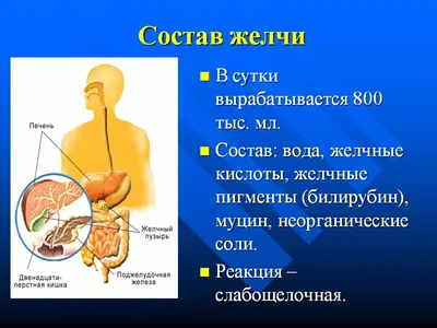 ЖЕЛЧНЫЙ ПУЗЫРЬ И ЕГО РОЛЬ В РАЗВИТИИ ЖИРОВОГО ГЕПАТОЗА | ЛЕЧЕНИЕ ПЕЧЕНИ  НАТУРАЛЬНЫМИ СРЕДСТВАМИ