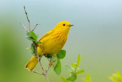 Желтые птицы фото фотографии